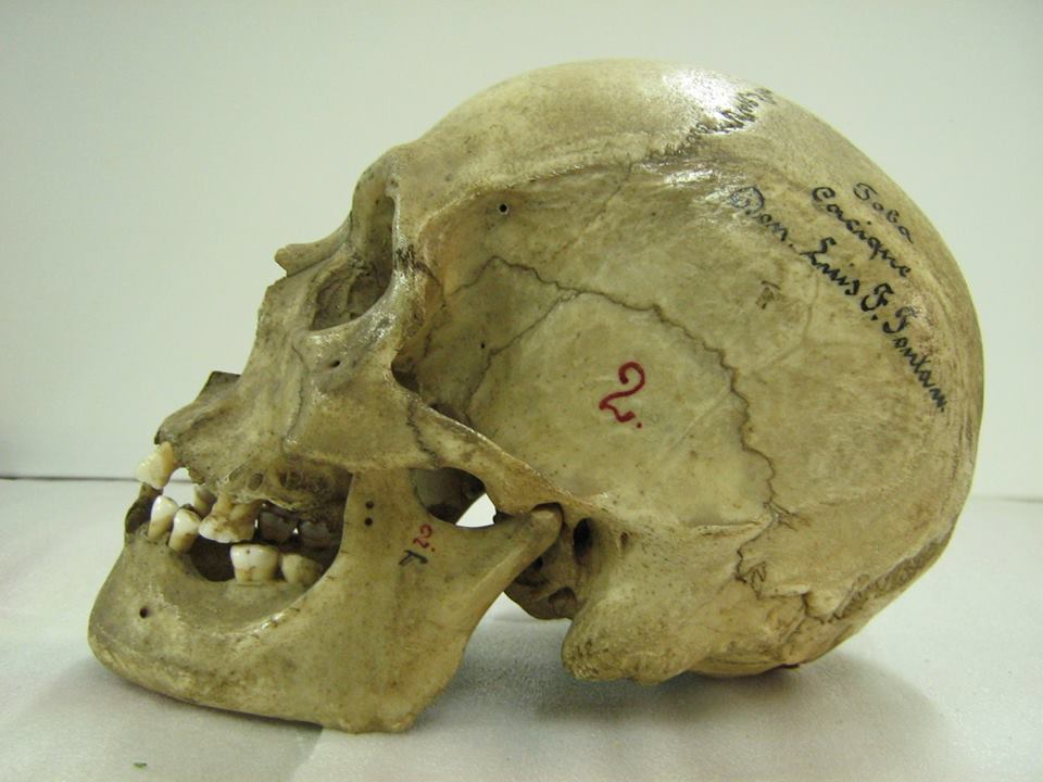 Figura 7: Cráneo perteneciente a un hombre qom “donado” por el coronel Luis J. Fontana al Museo de La Plata Fuente: Facebook, Juan Chico.